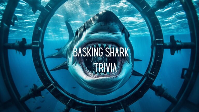 Shark Trivia Questions and Answers