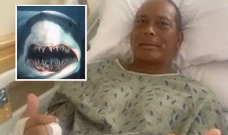 tiger shark attacked a surfer
