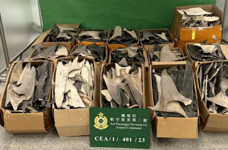 dry shark fins