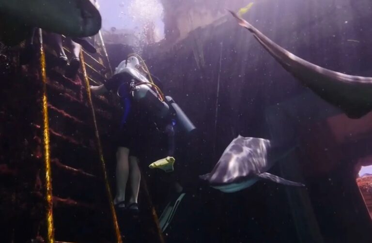 walk with sharks