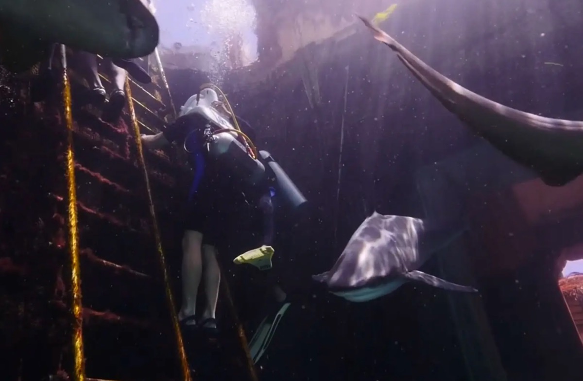 walk with sharks