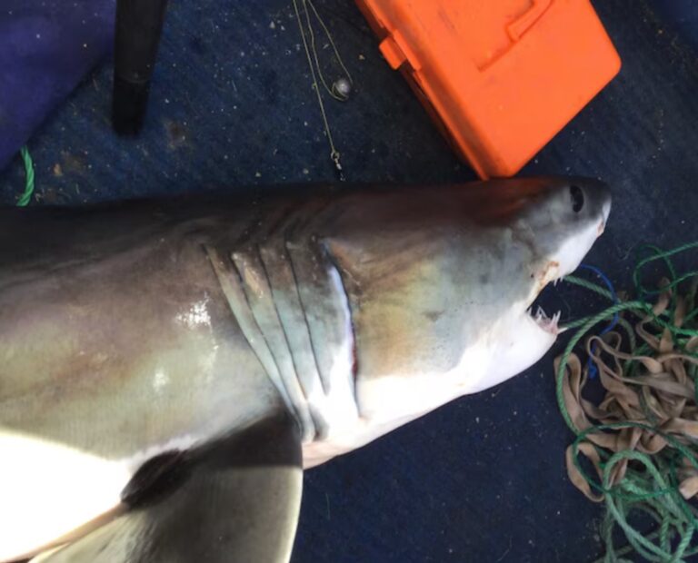teenage boy was attacked by a great white
