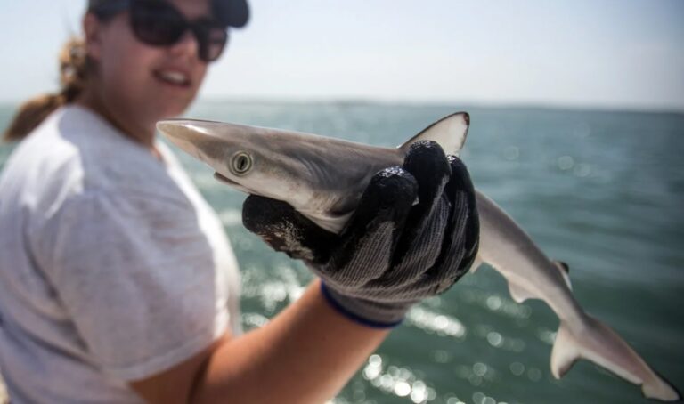cocaine sharks in brazil
